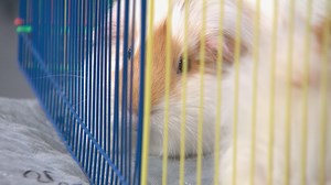 Guinea pig fact or fiction: What you may not know about this furry companion