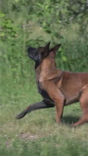 Disc Dog Madness!#DiscDogs #FrisbeeDog #DogTricks #CanineAthlete #AerialAcrobatics #youtubeshorts