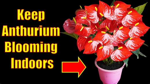 10K views · 76 reactions | Anthurium Care Guide Keep Flamingo Flowers Blooming Bright (2) | H&H Gardening Secrets | Facebook