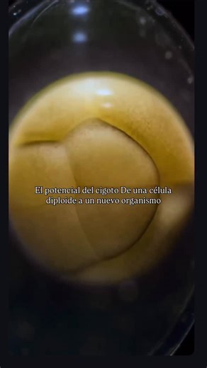 Dayana Escobar on Instagram: "🐠🧫El potencial del cigoto de una célula diploide se convierte en un nuevo organismo a través de la fecundación, que produce el cigoto, seguido de la segmentación (rápida división celular) y luego la diferenciación celular, donde las células se agrupan y forman tejidos y órganos, lo que eventualmente da como resultado el organismo . En este tipo de seres vivos , la fecundación suele ser externa y el proceso de segmentación es meroblástico, es decir, las divisiones 