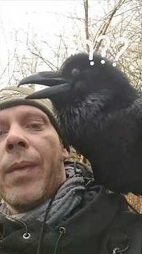 Ragnar Raven's Hilarious Indecision: "Tickle Tickle!" @nick.crawford0