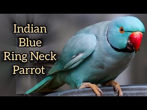 Indian Blue Ringneck Parrot – The Smartest & Most Stunning Talking Bird! 🦜✨ (Must Watch)