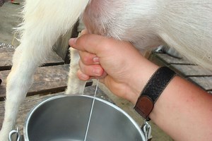 How to Milk a Goat
