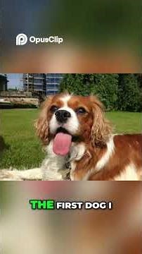 Most Affectionate Dog Breeds For Cuddly Companions