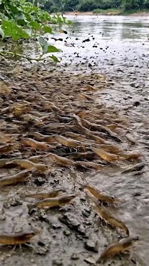 Wow! Amazing Polo Fishing Videos ! Best Big Fish Catching ! Primitive Technique fishing #fish #india