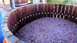 Close-up of filling a barrel with grape must for fermentation. An employee of a private winery pours grape must from a bucket into a special barrel for fermentation.