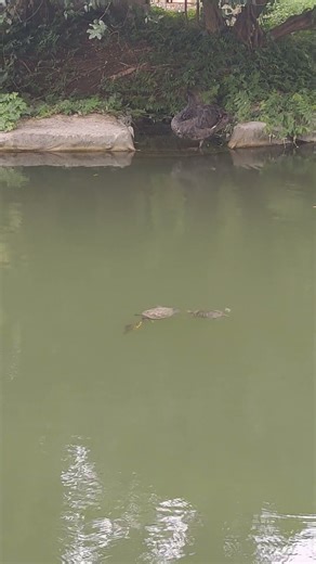 Turtles swimming in the pond at the Southern Culture Park in Adler #turtles #adler