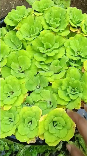 Refresh # water cabbage # yt shorts