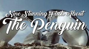 It's International Penguin Day! In the interest of science, we here at Ranger Up have put together 9 amazing facts about penguins that you absolutely did not know. You won't believe number 7! | Ranger Up Military and MMA Apparel