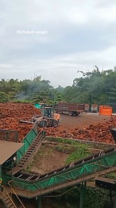 Loading ramp adalah area di Pabrik Kelapa Sawit (PKS) tempat Tandan Buah Segar (TBS) dari truk dibongkar sementara. Wheel loader khusus digunakan untuk memindahkan tumpukan TBS tersebut ke dalam hopper loading ramp dan memastikan kelancaran pasokan bahan baku dengan sistem FIFO (First-In, First-Out) dan evaluasi kualitas awal. • • • • • #Fyp_jangkauan #Fyp_tayangan #Fbpro #Reels_viral #Monetisasi | Ruliadi Saragih