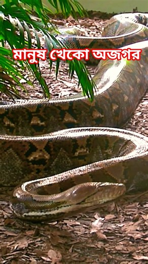 Reticulated python. Reticulated python. Golbahar python #reticulatedpython