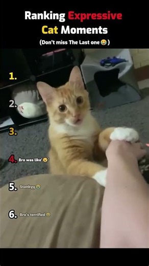 Ranking Expressive Cat Moments🐈🐱 #shorts #cat