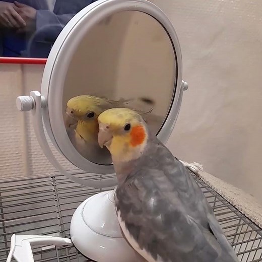 Il parle calopsitte. Qui peut le comprendre ?