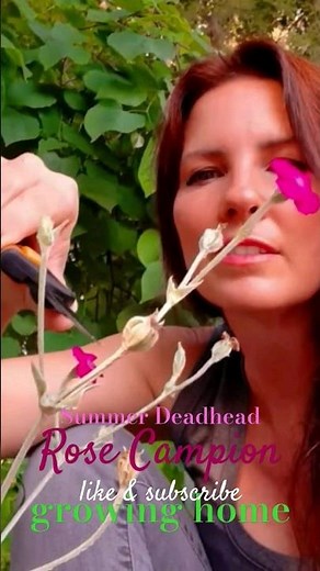 Deadhead Rose Campion like a Champion ✂️💀🌸 Growing Home #lychnis #coronaria