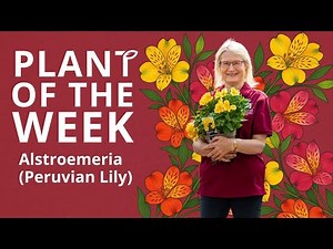 Alstroemeria (Peruvian lily)