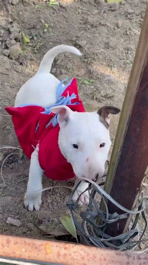 English bull terrier #bullterrier #pitbull #puppy #pets #dog #petsupplies #viralshorts #viral #dogs