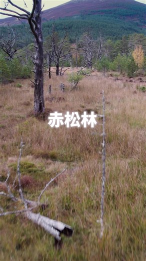 日式料理秋天必備的食材松茸，它們居然喜歡在這種環境生長？想進一步認識松茸，歡迎上YouTube搜尋「Liz的美食家自學之路」觀看！ #松茸 #松茸料理 #松茸食譜 #松茸怎麼吃 #松茸飯 #松茸湯 #日式料理 #高級食材 #秋季美食 #時令料理 #美食 #烹飪教學 #家庭料理 #簡單食譜 #健康食譜 #蕈菇料理 #香菇 #菇類 #季節限定 | 美食家的自學之路 Self-taught Gourmet