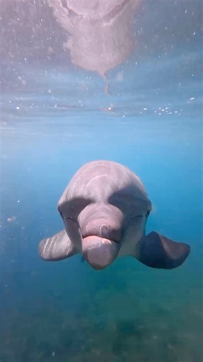 Volume up! We love how curious Lehua is with the GoPro! | Dolphin Quest