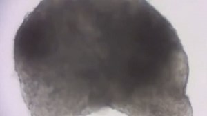 Scientists use stem cells to grow a lab-made mouse