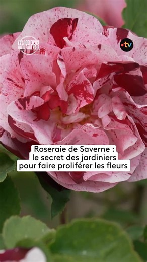 France.tv nature on Instagram: "🌹 Le secret bien gardé de la Roseraie de Saverne 🌹 En Alsace, ce jardin d’exception s’étend sur 1,5 hectare et réunit près de 5 000 rosiers et 800 variétés. Derrière ces floraisons spectaculaires se cache un savoir-faire précieux : la greffe, une technique qui rend les rosiers plus résistants et permet de multiplier les plus belles variétés. « Au fil du canal de la Marne au Rhin », un nouveau numéro des « 100 lieux qu’il faut voir » à découvrir ce soir sur Franc