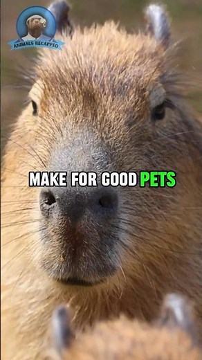 Can You Have a PET Capybara?😇