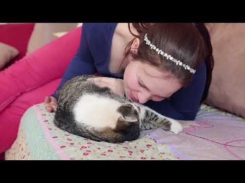 How To Use FELIWAY CLASSIC Diffuser