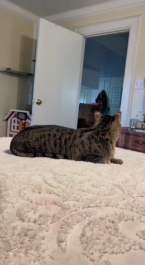 Meet Ivar: The Incredible Blind Cat | Cat Video Compilation