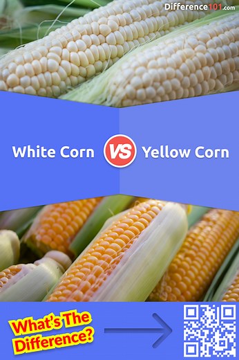 White Corn vs. Yellow Corn: 8 Key Differences, Pros & Cons,