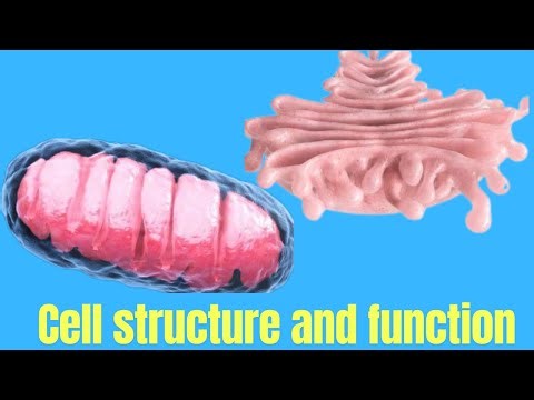 🔴Cell structure and functions(በአማረኛ)🔥 Grade 9 biology unit 3 part 2