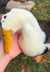 I LOVE UUUUUU — Cute Dinky Duckling Video