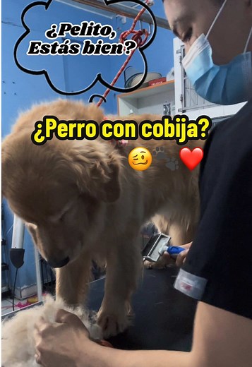 Hoy les muestro el proceso de deslanado en perros de doble manto, junto a nuestra modelo ideal y estrella, Shakira, perfecta para esta ocasión❤️ Los perros de doble manto —como golden retriever, husky, pastor alemán, malamute, border collie, samoyedo, akita, chow chow y muchas mezclas— pasan por cambios de subpelo según clima, estrés, alimentación y estación del año. Cuando ese subpelo se acumula, puede causar calor excesivo, irritaciones, mal olor, caída irregular del manto y dificultad para qu