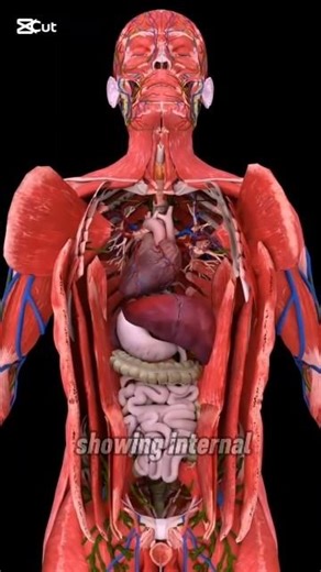 Human Anatomy 3D Visualization: Internal Organs, Muscles, and Circulatory system#Hum#HumanBody3D