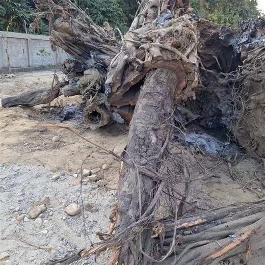 Phassang Sama on Instagram: "Evil tree found in capital region for the first time I was see that evil tree it's a very big tree I think so.#ArunachalPradesh #northeastindia #indianstate #arunachalbeauty #love #nature #trendingvideo #trendingreel #trendingnow #entertainment #eviltree #lifestyle #TopFans #follower #highlights Highlight"