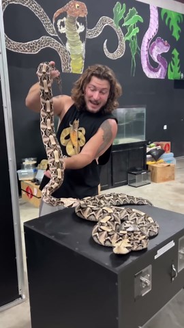 World’s longest fangs! Gaboon vipers!
