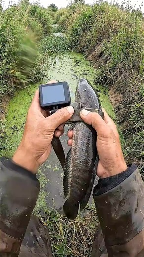 Night Fishing: Identifying Common Fish Types