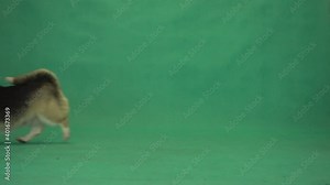 dog running on green screen. Welsh corgi training. Chroma key