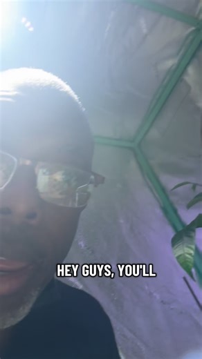 3K views · 86 reactions | Growing Wasabi #wasabi #andrethefarmer #hydroponics #indoorgardening #growyourownfood | Andre The Farmer | Facebook