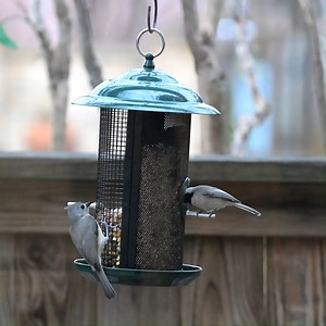 19K views · 361 reactions | Did you know February is National Bird Feeding Month? One of the easiest ways to support birds in winter is by providing quality bird seed. Explore Audubon’s many blends and mixes of seed, feed, and suet here: https://bit.ly/48j9SuT | National Audubon Society | Facebook