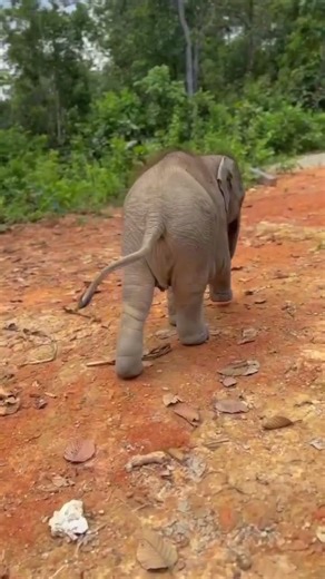 Baby elephant running 🐘❤️ | 走る子象 | Bebé elefante corriendo | Wildlife | Animals #elephant #animals