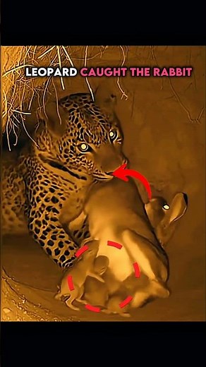Leopard caught the rabbit #trollface #edit #troll #leopard