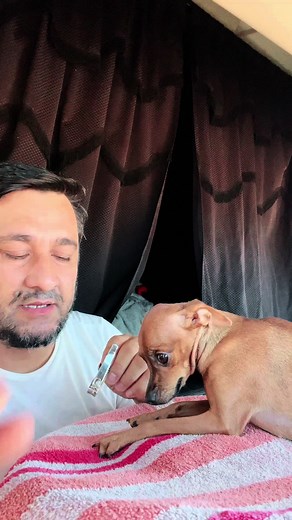 #foryoupage #fypシ #bebelcaminhoneira🐶 #bebel🐶abordo