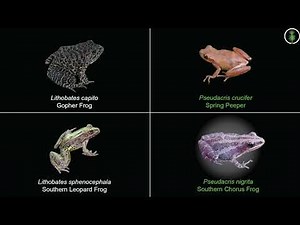 Frog Calls in a Southwest Georgia Wetland