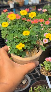Yellow butterfly 🌼 | O2 garden