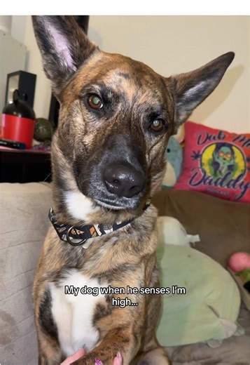 Emotional Support Dog Reacts to Owner Being High