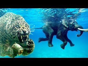Can These Animals REALLY Swim?