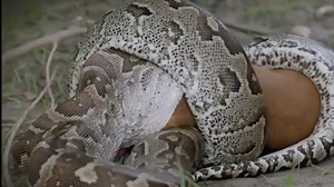 Un python engloutit un impala devant les caméras
