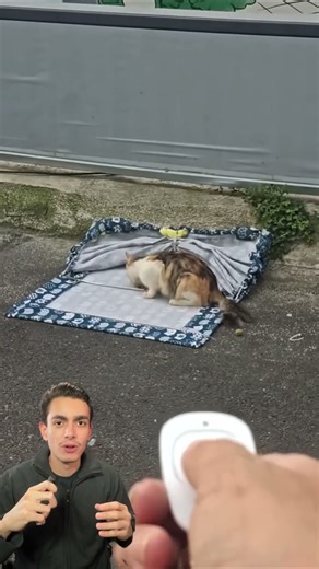 Humane trap to capture, vaccinate, and release stray cats #animals #animalhealth