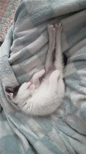 냥줍10일 #꿀잠 #토끼인가? #cat #집냥이