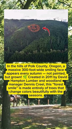 🌲 The Giant Smiling Face in Oregon — When Nature Smiles Back at Us 😊🍂