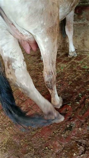 10 din baki 14 leter cpasti mull 60no 9041363539